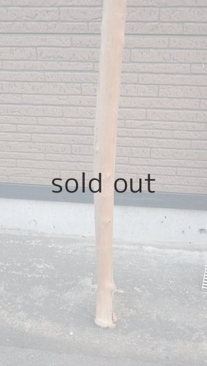 画像6: 幹流木・長尺