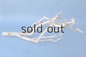 画像5: 小枝流木