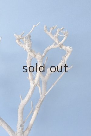 画像4: 小枝流木