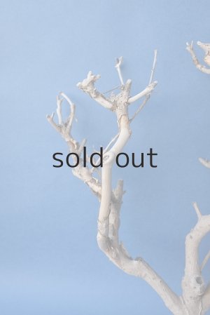 画像3: 小枝流木