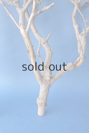 画像6: 小枝流木