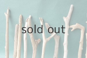 画像7: 小枝流木セット