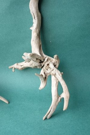 画像4: 流木根セット