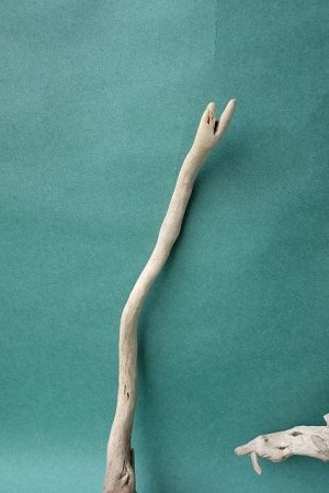 画像3: 流木根セット