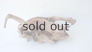 画像5: 変形流木