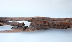 画像6: 変形流木