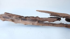 画像7: 変形流木