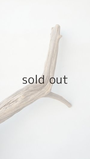 画像6: 変形流木