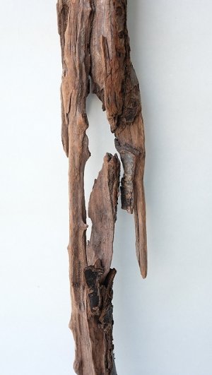 画像3: 変形流木