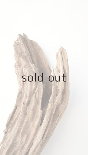 画像4: 変形流木