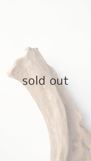 画像4: 変形流木