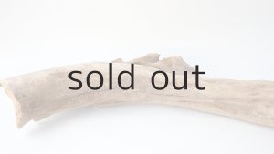 画像8: 変形流木