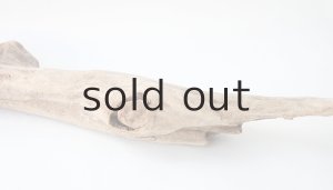 画像9: 変形流木