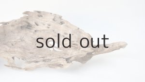 画像7: 変形流木