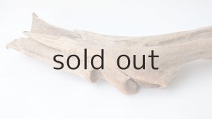 画像6: 変形流木