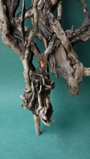 画像2: 流木根