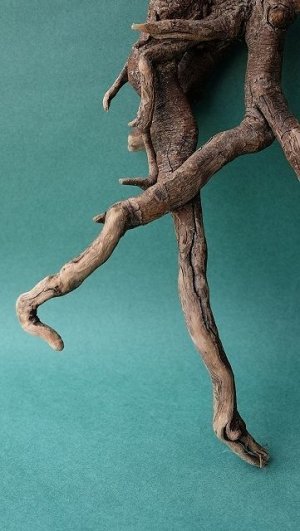 画像2: 流木根