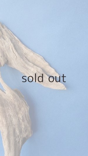 画像4: 変形流木