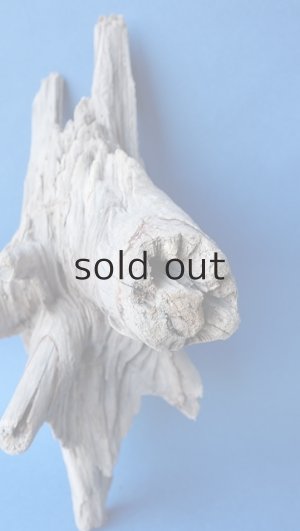 画像4: 変形流木