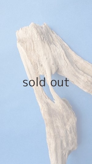 画像3: 変形流木