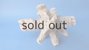 画像6: 変形流木