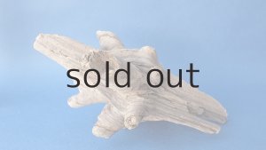 画像7: 変形流木