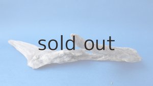 画像6: 変形流木