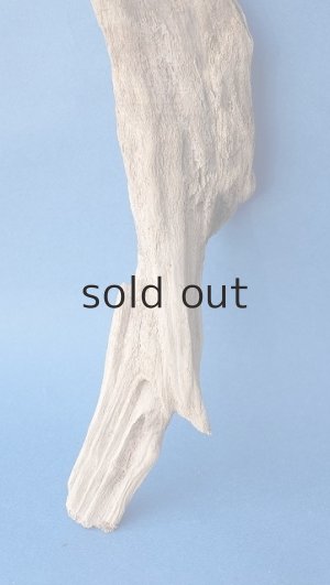 画像2: 変形流木
