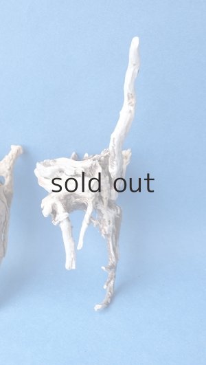 画像4: ミニ流木根セット