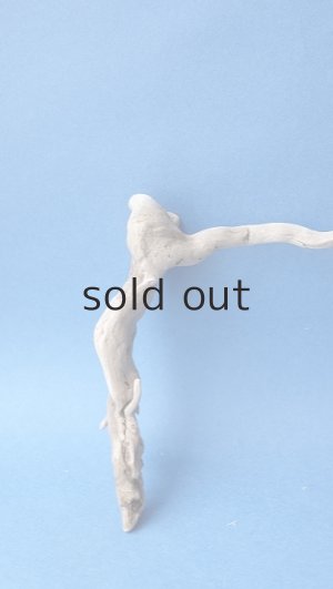 画像5: ミニ流木根セット