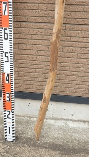 画像6: 棒流木・長尺