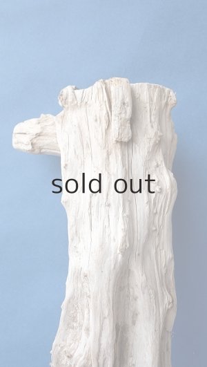 画像3: 変形流木