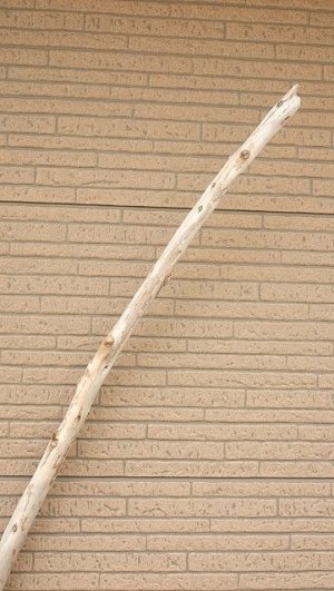 画像4: 棒流木・長尺