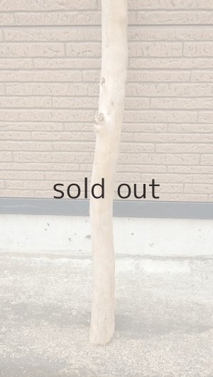 画像2: 棒流木・長尺