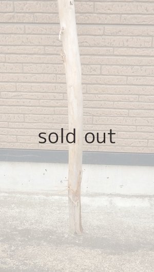 画像2: 棒流木・長尺