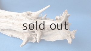 画像6: 変形流木