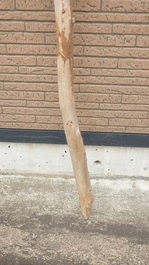 画像2: 棒流木・長尺