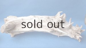 画像5: 変形流木