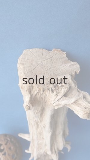 画像4: 変形流木