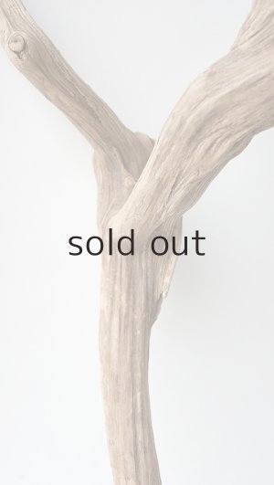 画像7: 変形流木