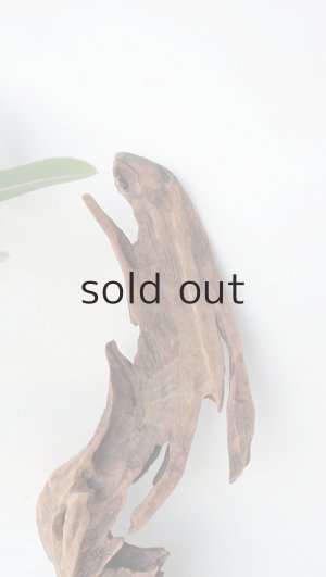 画像3: 変形流木