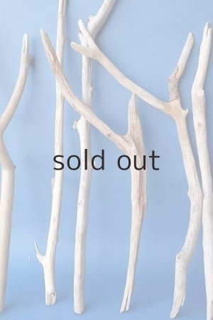 画像3: 小枝流木セット