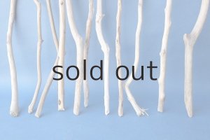 画像5: 小枝流木セット