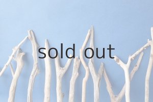 画像7: 小枝流木セット