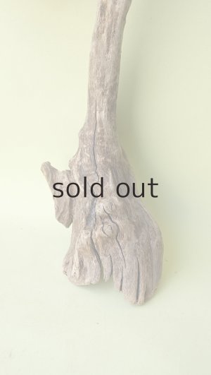 画像2: 変形流木