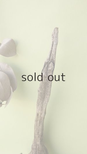 画像3: 変形流木