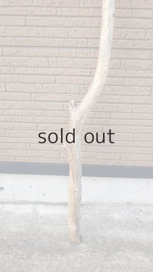 画像2: 棒流木・長尺