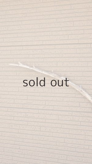 画像5: 棒流木・長尺