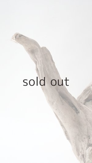 画像4: 変形流木