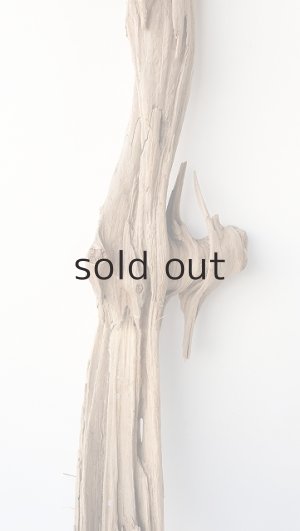 画像3: 変形流木